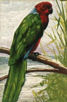 Austral parakeet, c1928. Creator: Unknown