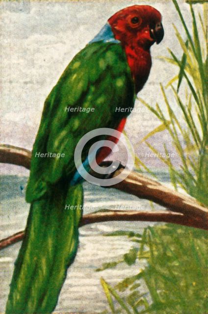 Austral parakeet, c1928. Creator: Unknown.