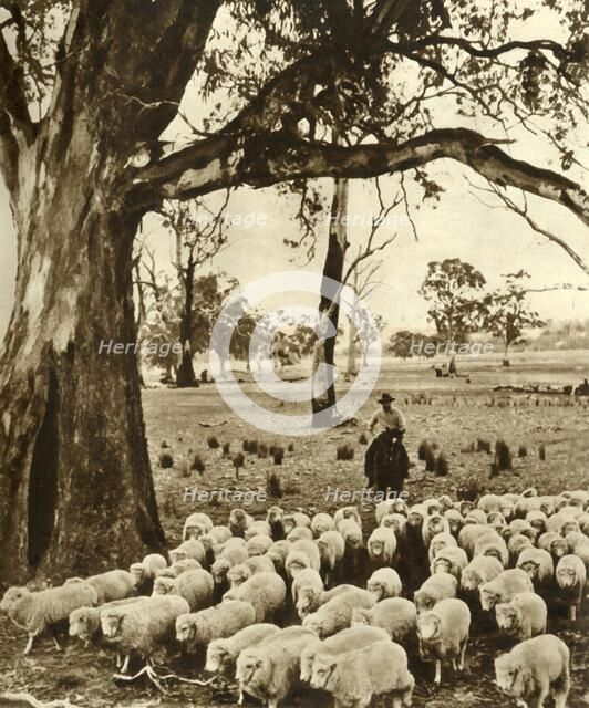 Australia - A drover with some of his charges on a sheep station in the State of Victoria', c1948. Creator: Unknown.