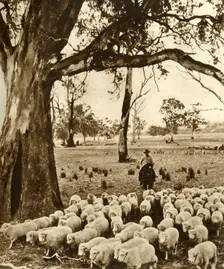 Australia - A drover with some of his charges on a sheep station in the State of Victoria c1948. Creator: Unknown