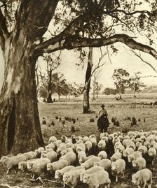Australia - A drover with some of his charges on a sheep station in the State of Victoria c1948. Creator: Unknown
