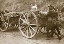 Australian troops returning from the trenches with their mascot, World War I, France, 1916. Creator: Unknown