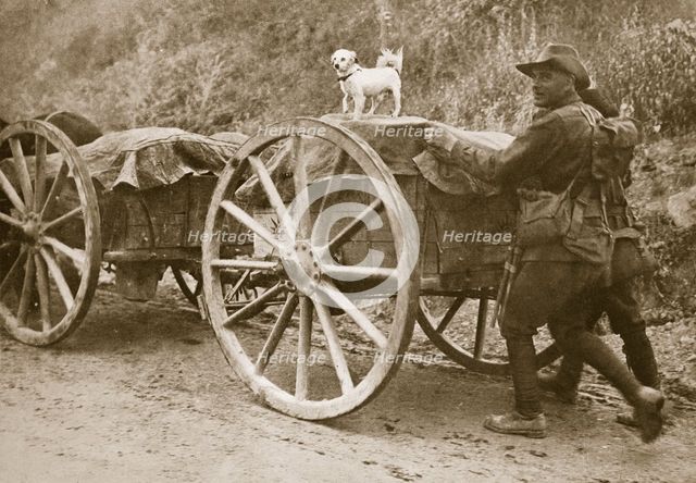 Australian troops returning from the trenches with their mascot, World War I, France, 1916. Creator: Unknown.