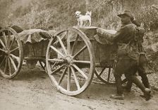 Australian troops returning from the trenches with their mascot, World War I, France, 1916