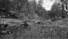 Australian bush scene, c1900s. Creator: Robert Augustus Henry L'Estrange