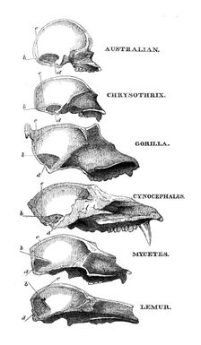 Australian, Chrysothrix, Gorilla, Cynocephalus, Mycetes, Lemur, 1863. Creator: Unknown