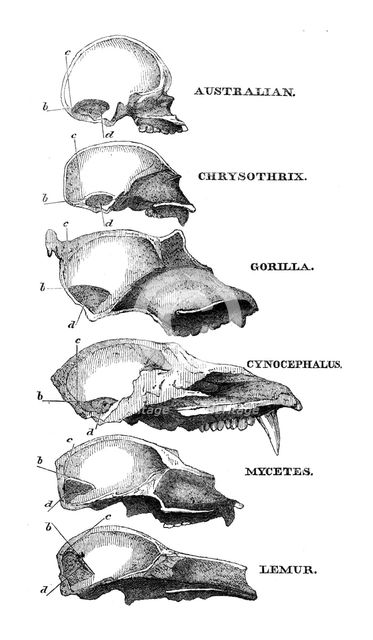 Australian, Chrysothrix, Gorilla, Cynocephalus, Mycetes, Lemur, 1863. Creator: Unknown.