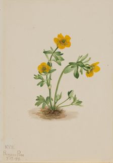 Avalanche Buttercup (Ranunculus suksdorfii), 1919. Creator: Mary Vaux Walcott