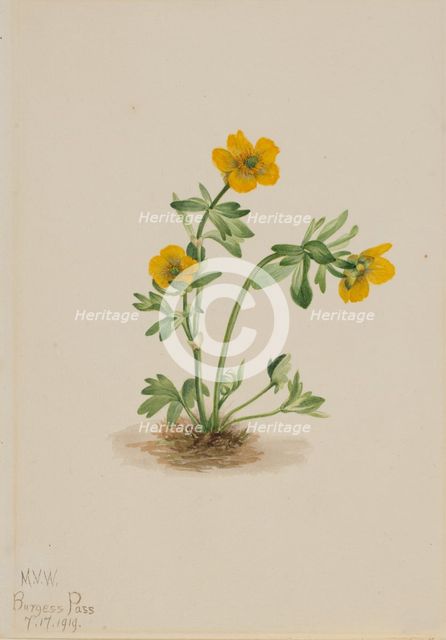 Avalanche Buttercup (Ranunculus suksdorfii), 1919. Creator: Mary Vaux Walcott.