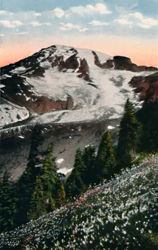 Avalanche Lilies, growing on Mount Rainier c1916. Artist: Asahel Curtis