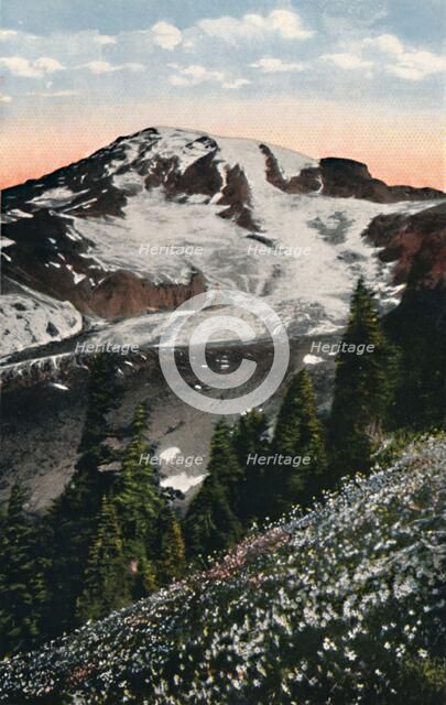 'Avalanche Lilies, growing on Mount Rainier', c1916. Artist: Asahel Curtis.