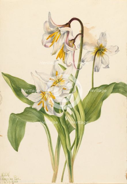 Avalanche Lily (Erythronium montanum), 1925. Creator: Mary Vaux Walcott.