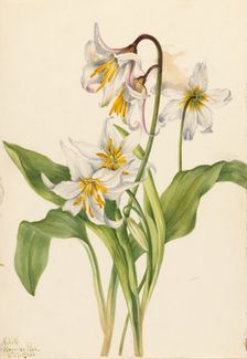 Avalanche Lily (Erythronium montanum), 1925. Creator: Mary Vaux Walcott