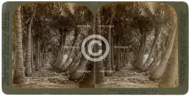 Avenue of coconut palms, Florida, USA, 1891.Artist: George Barker