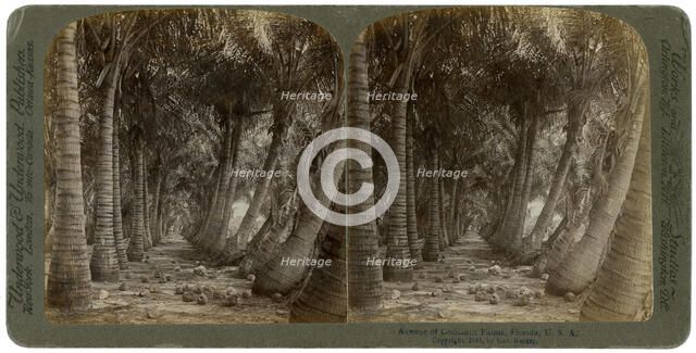 Avenue of coconut palms, Florida, USA, 1891.Artist: George Barker