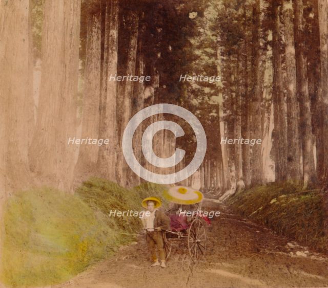 'Avenue of Cryptomerias, Nikko, Japan', 1896. Artist: Unknown.