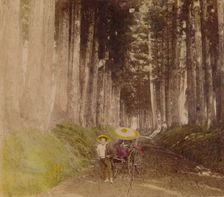 Avenue of Cryptomerias, Nikko, Japan 1896
