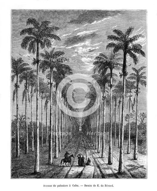 Avenue of palm trees, Cuba, 19th century. Artist: E de Berard