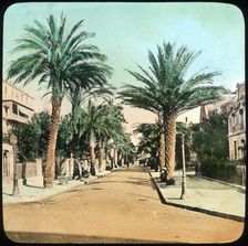 Avenue of Palms, Hyeres, France, late 19th or early 20th century