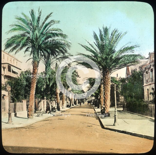Avenue of Palms, Hyeres, France, late 19th or early 20th century. Artist: Unknown