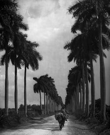 Avenue of Palms, Havana, c1903. Creator: Unknown