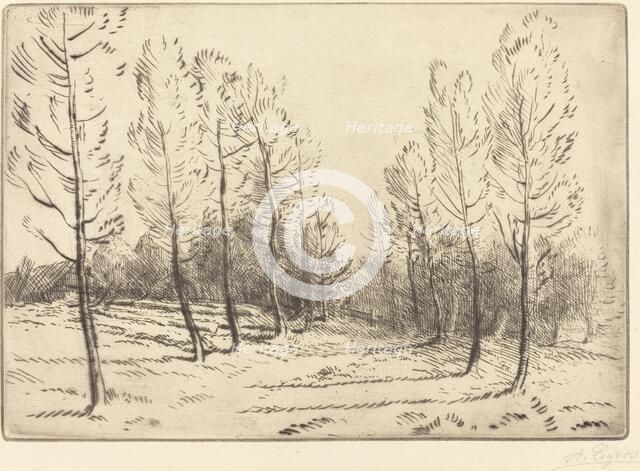 Avenue of Poplars (L'allee de peupliers). Creator: Alphonse Legros.