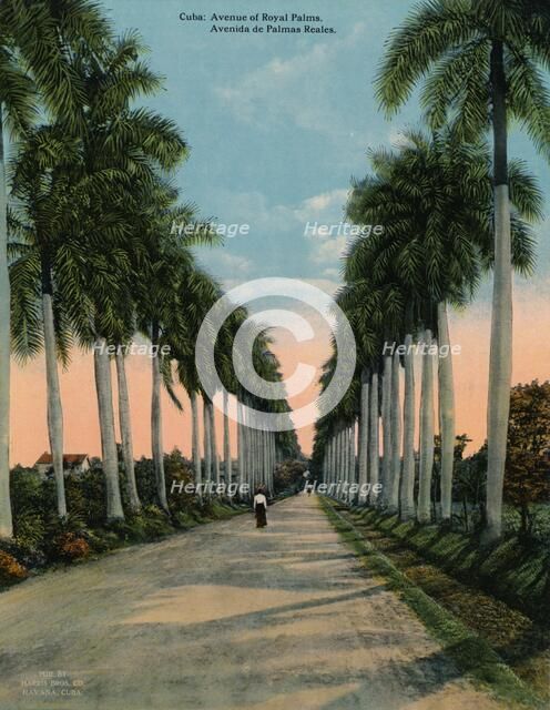 Avenue of royal palms, Cuba, c1920. Artist: Unknown.