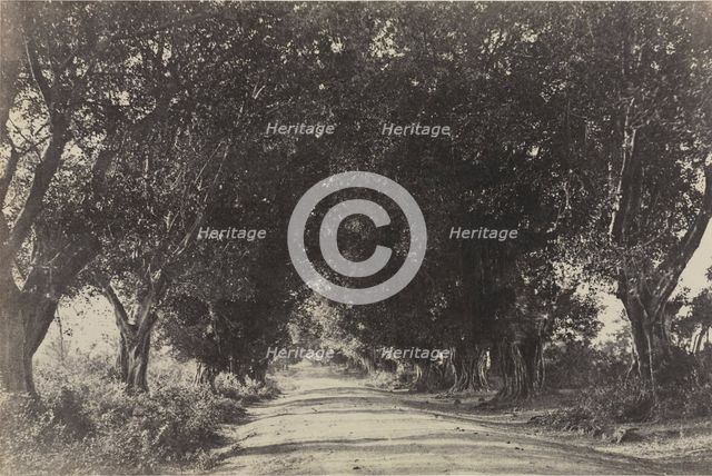 Avenue of the Banian Trees, Seringham, India, 1858. Creator: Captain Linnaeus Tripe (British, 1822-1902); Madras Presidency.