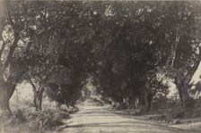 Avenue of the Banian Trees, Seringham, India, 1858. Creator: Captain Linnaeus Tripe (British, 1822-1902); Madras Presidency