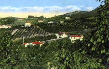 Avocado groves, San Diego, California, USA, c1900s