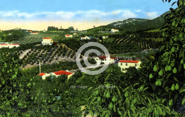 Avocado groves, San Diego, California, USA, c1900s. Artist: Unknown