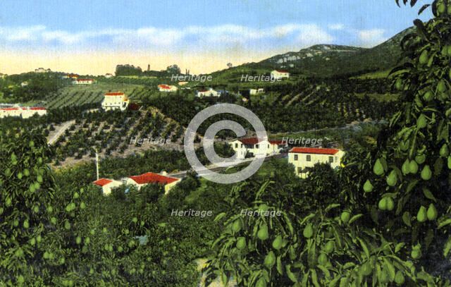 Avocado groves, San Diego, California, USA, c1900s. Artist: Unknown