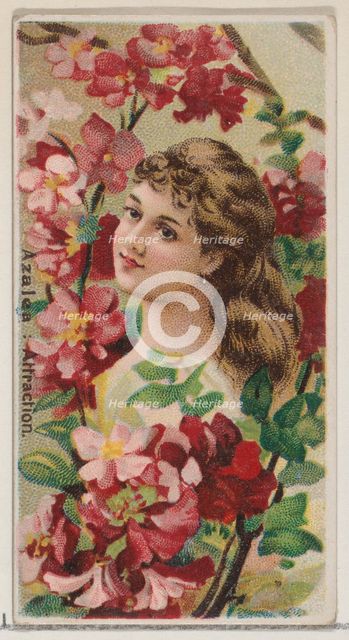 Azalea: Attraction, from the series Floral Beauties and Language of Flowers (N75) for Duke..., 1892. Creator: Donaldson Brothers.