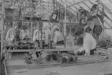 Botany, Barnard, between c1915 and c1920. Creator: Bain News Service