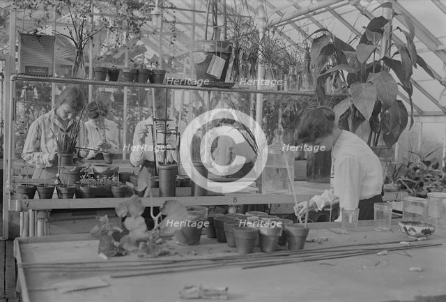 Botany, Barnard, between c1915 and c1920. Creator: Bain News Service.