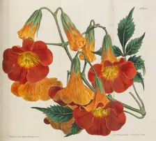 Botanical Magazine, 1787-1833. Creator: Curtis, William (1746-1799)