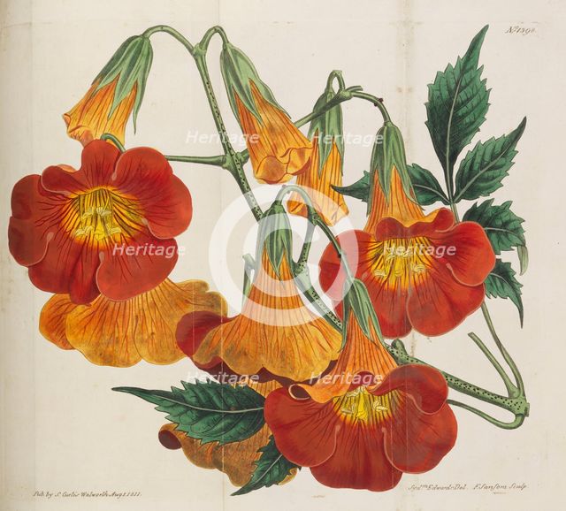 Botanical Magazine, 1787-1833. Creator: Curtis, William (1746-1799).