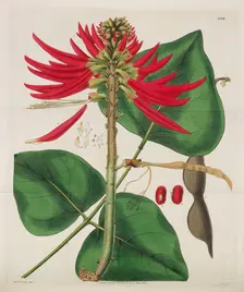 Botanical Magazine, 1787-1833. Creator: Curtis, William (1746-1799)