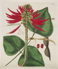 Botanical Magazine, 1787-1833. Creator: Curtis, William (1746-1799)