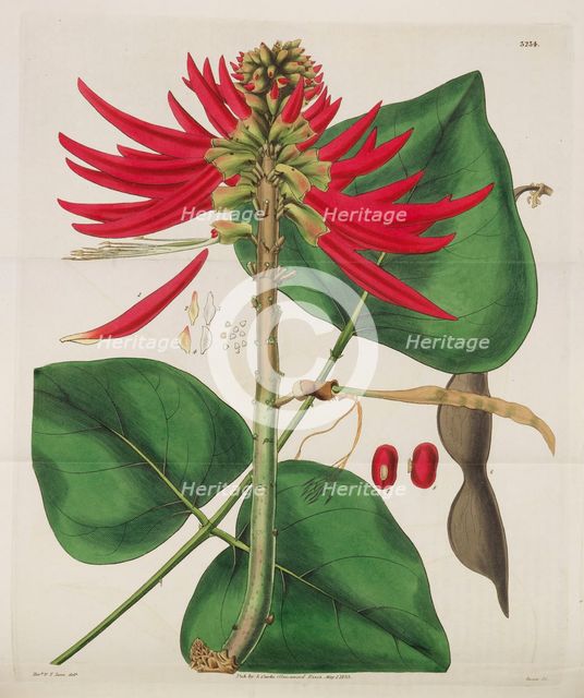 Botanical Magazine, 1787-1833. Creator: Curtis, William (1746-1799).