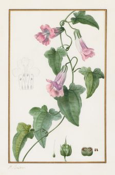 (Botanical: Maurándia semperflorens), 1836. Creator: Pancrace Bessa (French, 1772-1846)