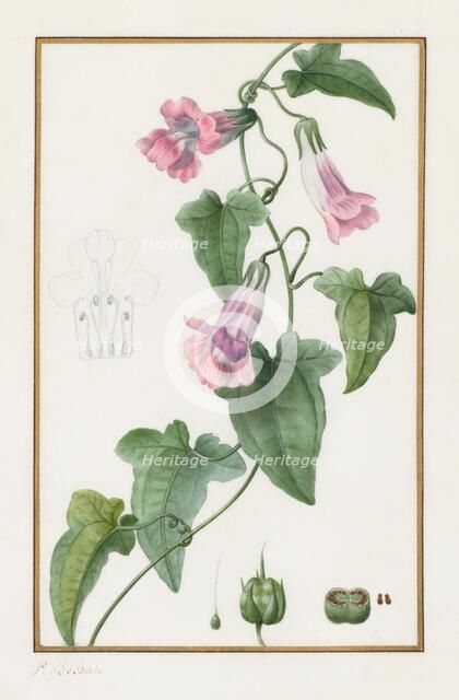 (Botanical: Maurándia semperflorens), 1836. Creator: Pancrace Bessa (French, 1772-1846).