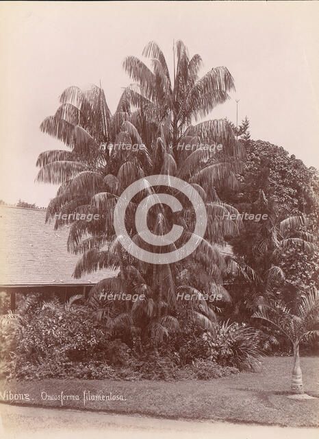 Botanical Garden, 1860s-70s. Creator: Unknown.