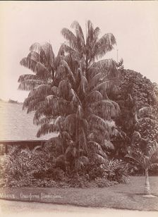 Botanical Garden, 1860s-70s. Creator: Unknown