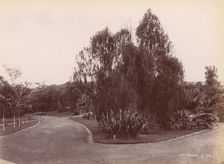 Botanical Garden, 1860s-70s. Creator: Unknown