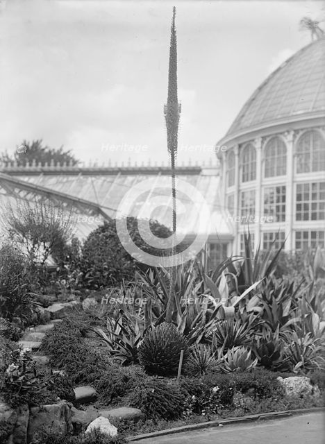 Botanical Gardens, 1917 or 1918. Creator: Harris & Ewing.