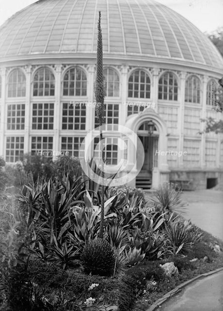 Botanical Gardens, 1917 or 1918. Creator: Harris & Ewing.
