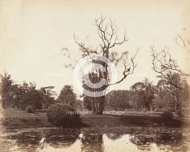 [Botanical Gardens, Calcutta], 1850s. Creator: Captain R. B. Hill.