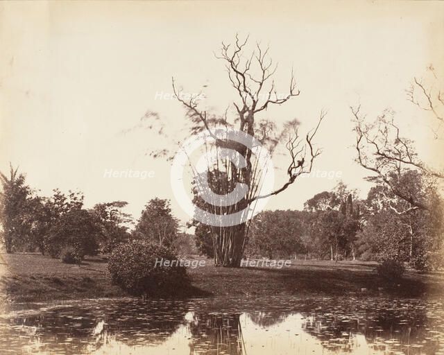 [Botanical Gardens, Calcutta], 1850s. Creator: Captain R. B. Hill.