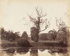 [Botanical Gardens, Calcutta], 1850s. Creator: Captain R. B. Hill